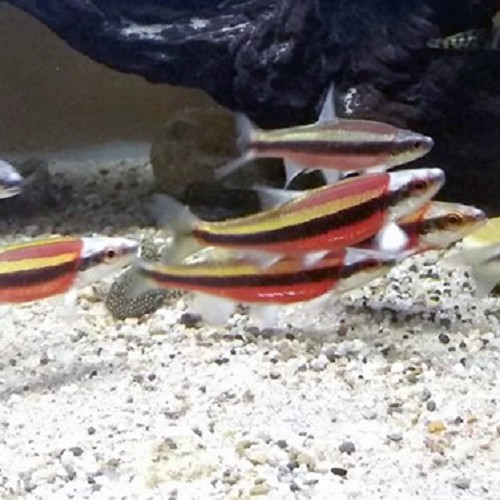 Notropis lutipinnis  - Oeil arc-en-ciel M